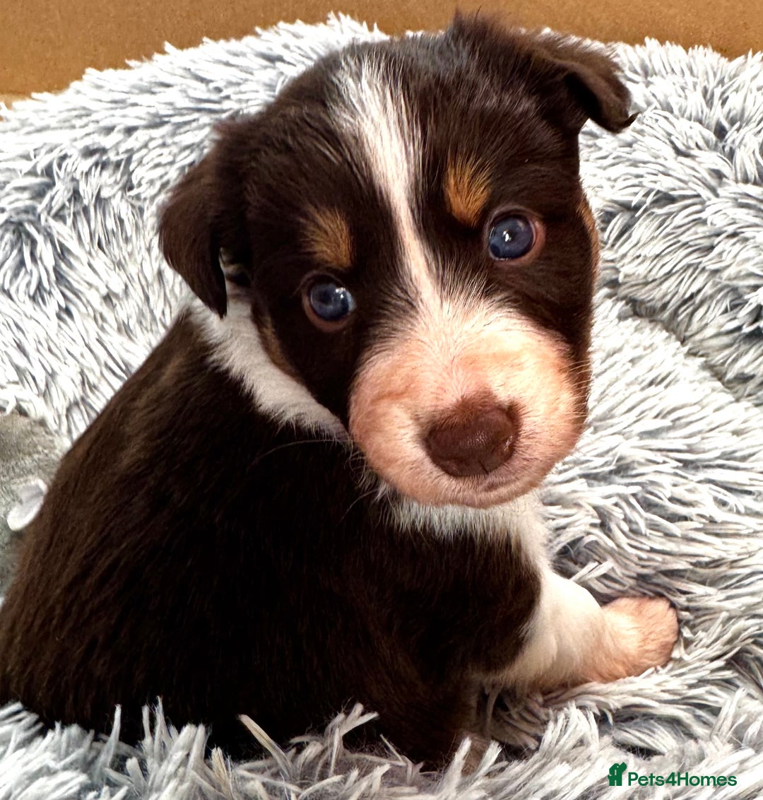 Border Collie dogs for sale: Red & White Tri border collie puppies  - Image 7