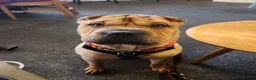 Mixed Breed dogs for sale: Gorgeous bullpei needs a new home  - Advert 2