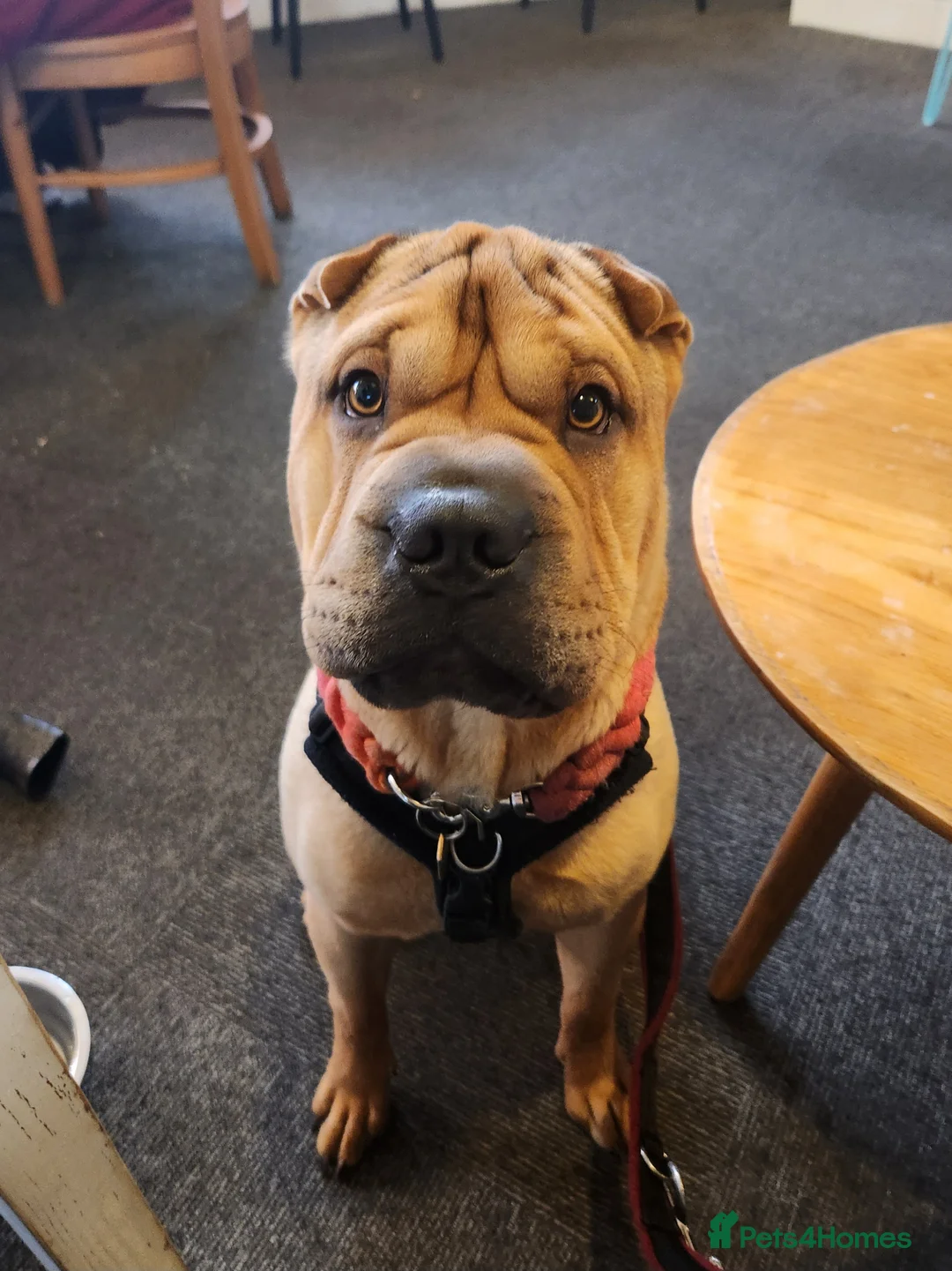Mixed Breed dogs for sale: Gorgeous bullpei needs a new home  - Advert 2
