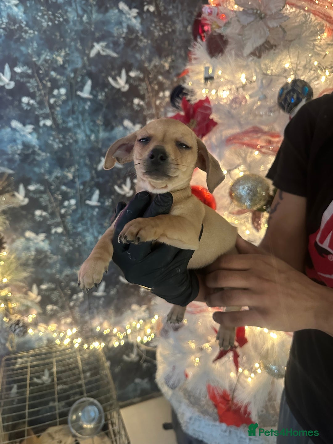 Mixed Breed dogs for sale: Chiwennie puppies  - Advert 6