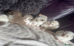 Ragdoll cats for sale: Tortie flame mink sepia tica  - Image 1