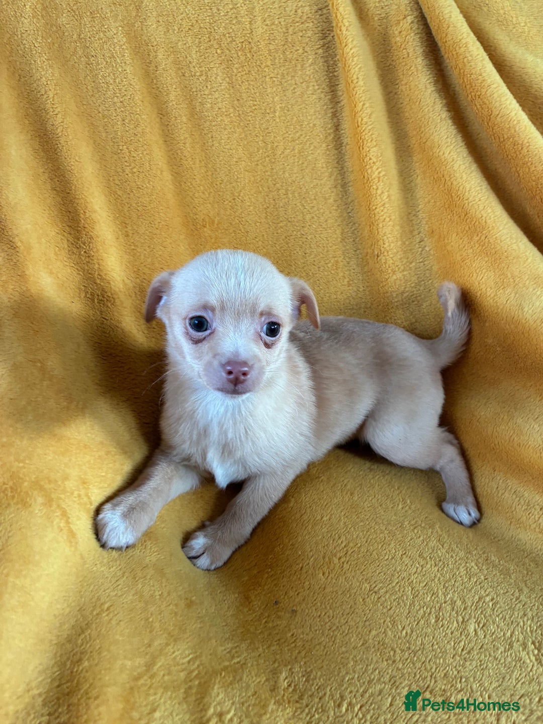 Chihuahua dogs for sale: Beautiful Chihuahua Puppies For Sale - Advert 20