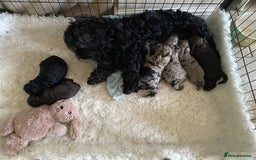 Cockapoo dogs for sale: F2 Cockapoo - Image 1