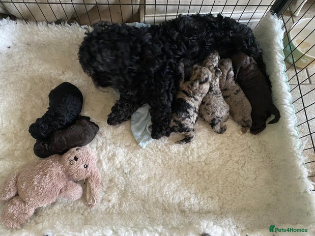 Cockapoo dogs - Advert 12