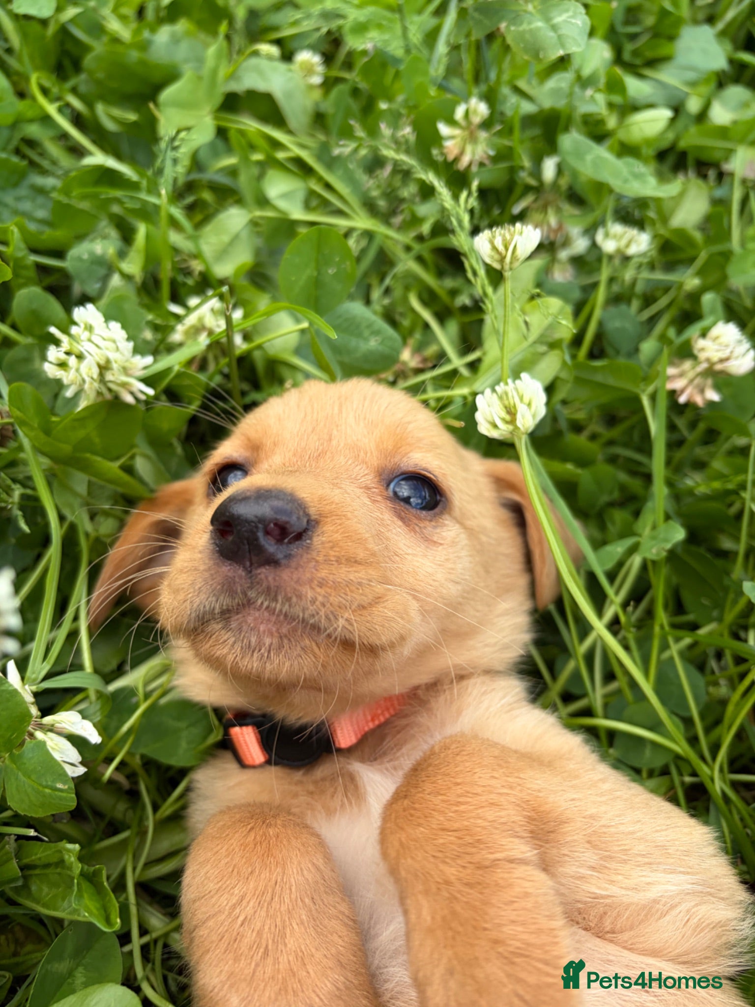 Labrador Retriever dogs Labrador pups ready to go Friday  - Advert 1