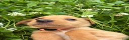 Labrador Retriever dogs for sale: Labrador pups ready to go Friday  - Advert 1