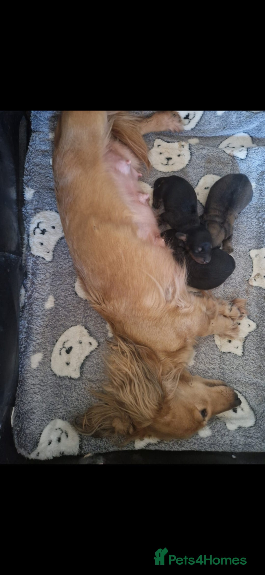 Miniature Dachshund dogs for sale: KC REG LONG HAIR MINIATURE DACHSHUNDS  - Image 5