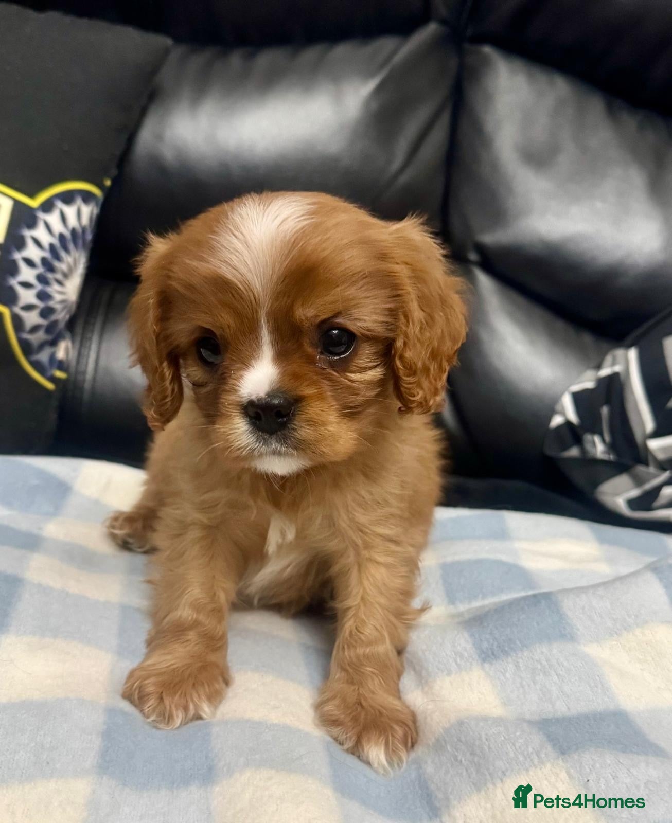 Cavalier King Charles Spaniel dogs Ready now Cavalier King Charles puppies - Advert 3