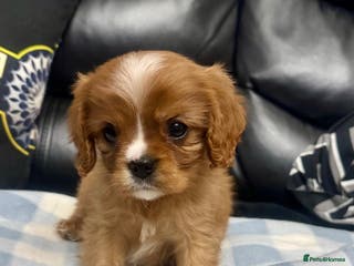 Cavalier King Charles Spaniel dogs Ready now Cavalier King Charles puppies - Advert 3