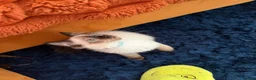 Ragdoll cats for sale: Stunning Ragdoll kittens  - Advert 16