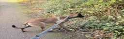 Belgian Shepherd Dog dogs for sale: Lexi  in Milton Keynes - Advert 6