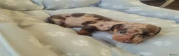 Miniature Dachshund dogs for sale: 🐶😍Miniature dachshund Puppies😍🐶 - Advert 5