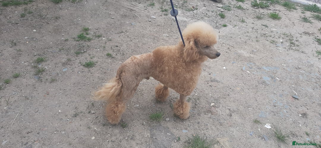 Toy Poodle dogs for stud: Kc registered toy poodle in Wisbech - Image 7