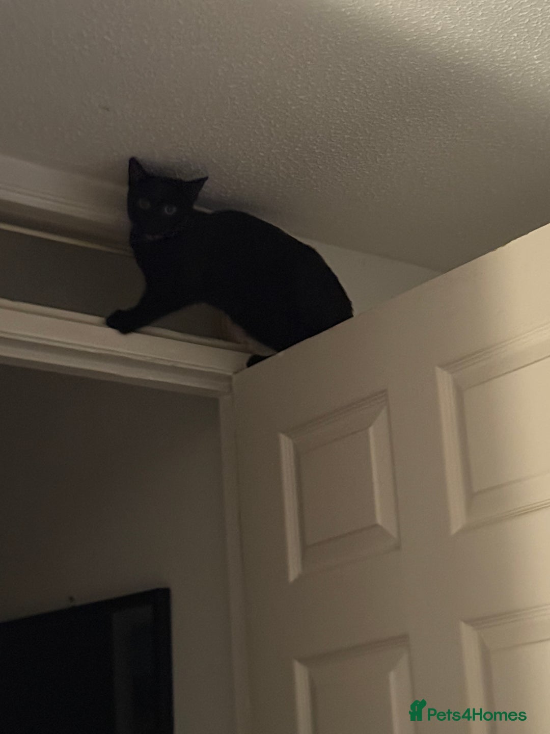 Mixed Breed cats for sale: Two female kittens for sale- black and calico  - Advert 13