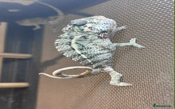 Chameleon reptiles for sale: Baby Ambilobe Panther Chameleons in Gravesend - Image 2