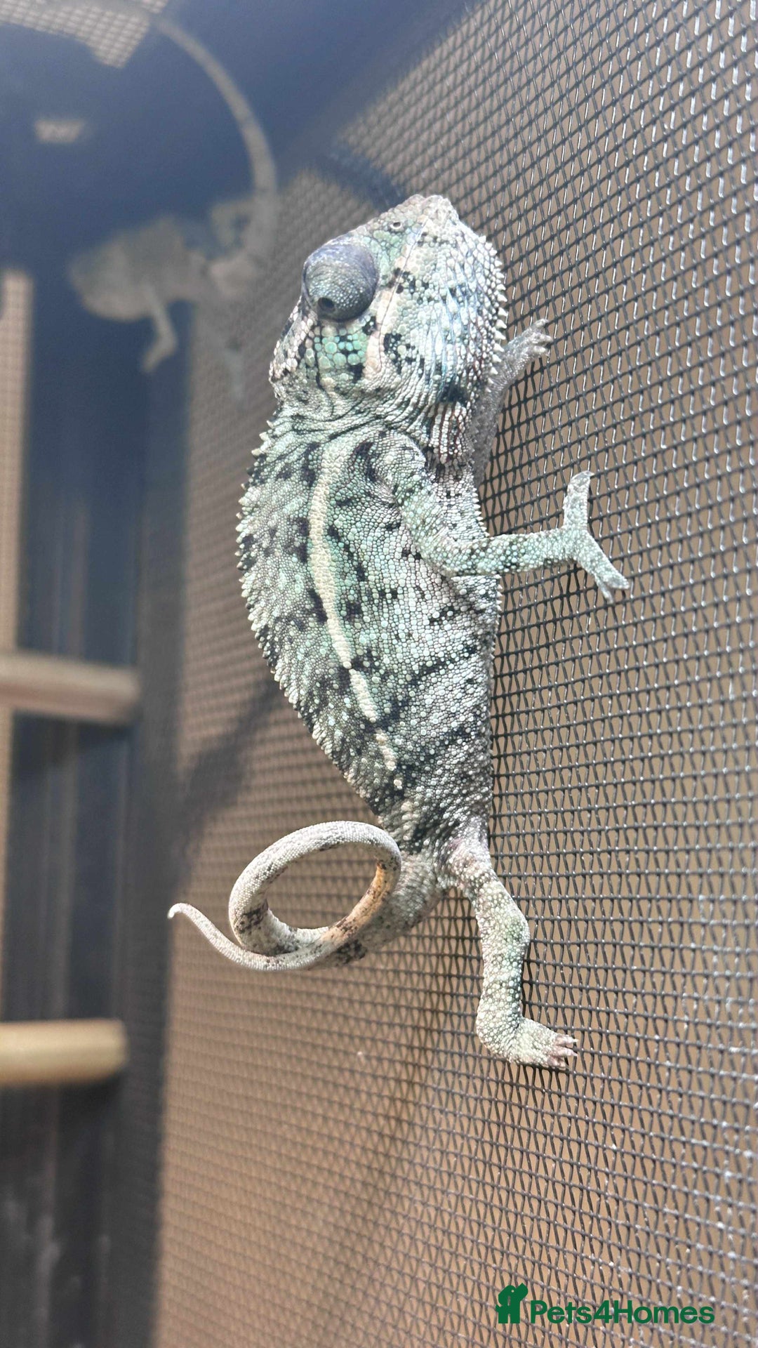 Chameleon reptiles for sale: Baby Ambilobe Panther Chameleons in Gravesend - Image 2