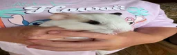 Guinea Pig rodents for sale: Beautiful and friendly guinea pig babies  - Advert 18