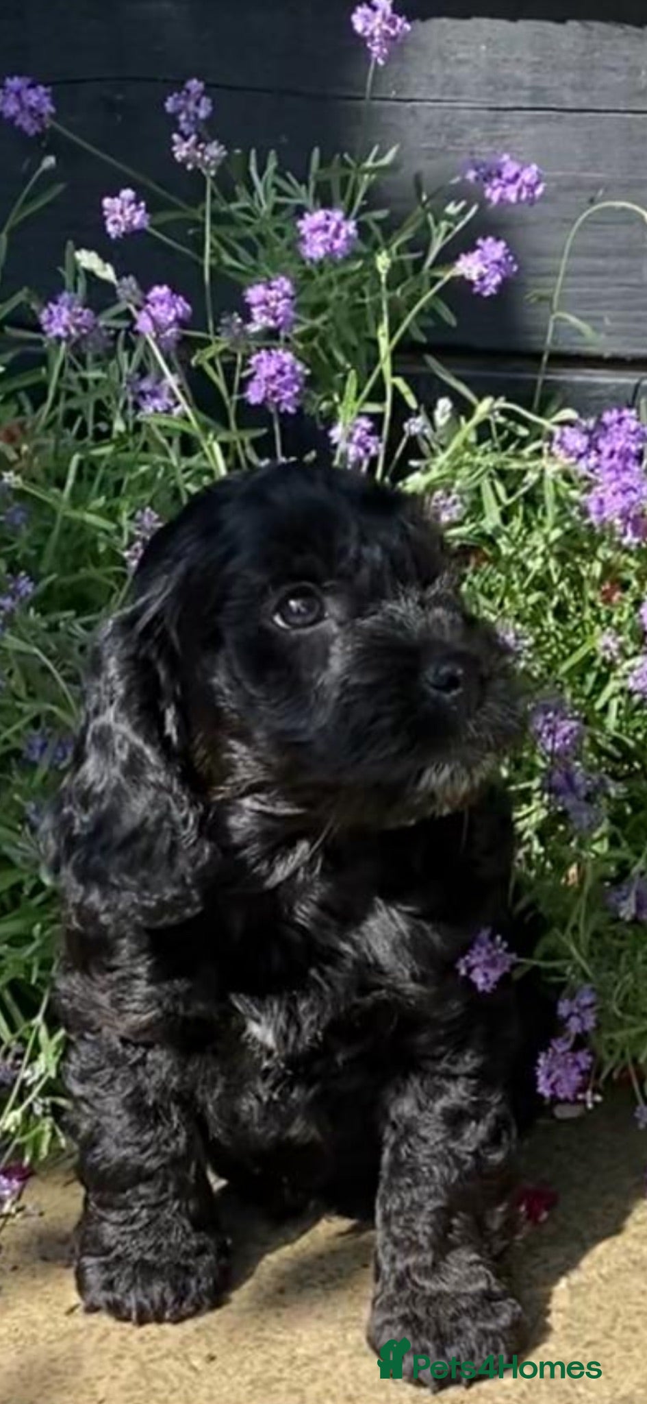 Cockapoo dogs Cockapoo F1 super sweet girl pup  - Advert 1