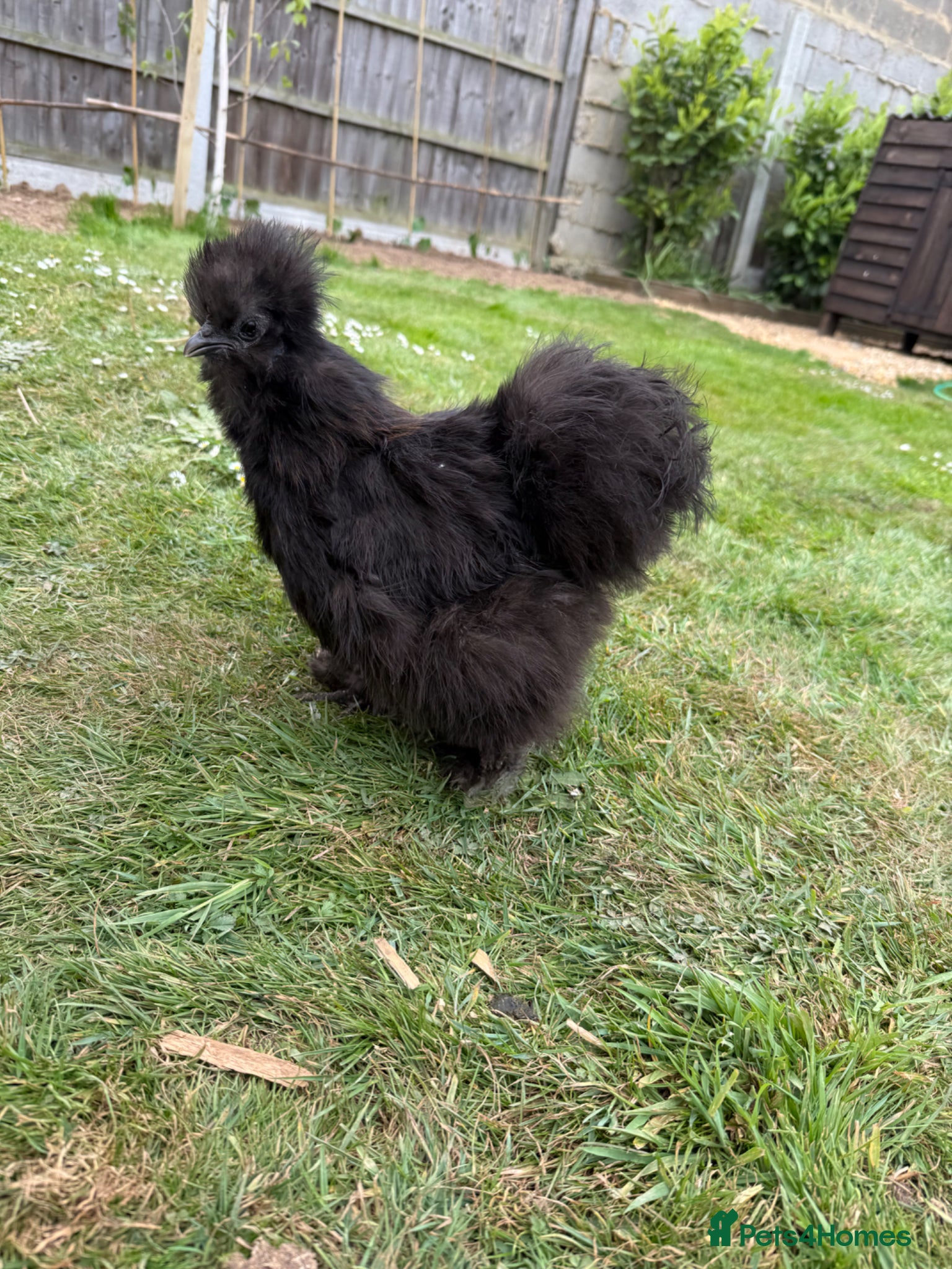 Chickens poultry USA silkies bantams hens For sale  - Advert 1