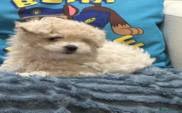 Maltipoo dogs for sale: 8 Week Maltipoo Puppy - Image 9