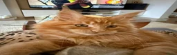 Maine Coon cats for sale: Stunning red male Tica registered  - Advert 6