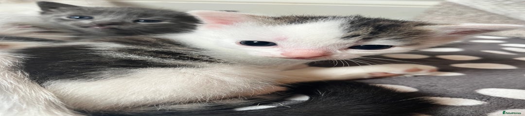 White Tabby Marked Male 