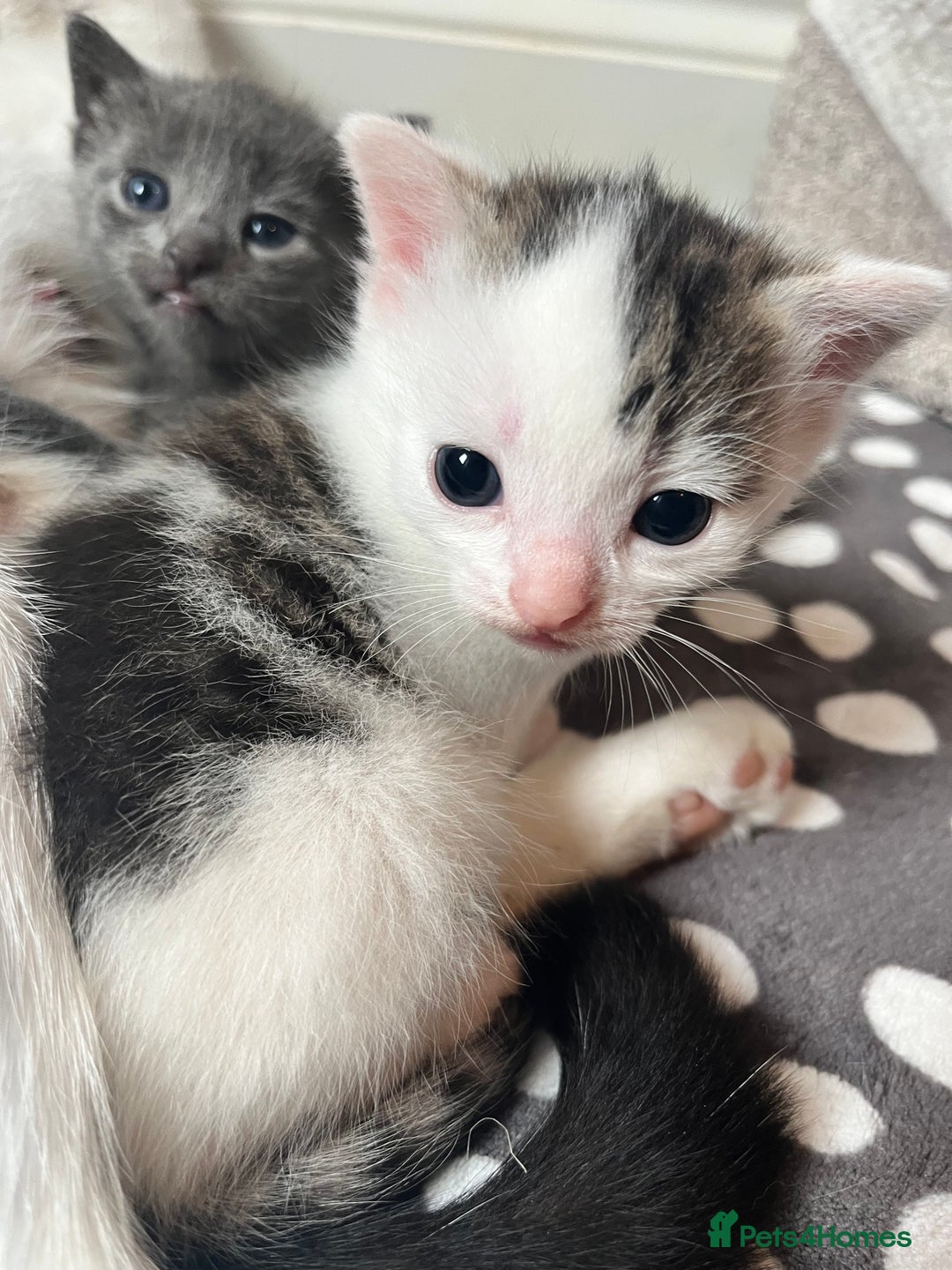 Mixed Breed cats for sale: Gorgeous White/Tabby Kitten   - Image 1