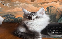Maine Coon cats for sale: Tica registered Maine Coons from champion lines  - Image 11