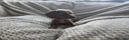 Miniature Dachshund dogs for sale: Only 2 left! Miniature Dachshund Puppies - Advert 16