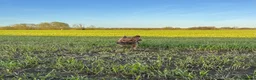 Cocker Spaniel dogs for sale: Stunning KC cocker pups from health tested parents in Chippenham - Advert 6