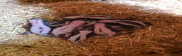 Ferret rodents for sale: Baby SKUNKS for sale - girls and boys available - Advert 4