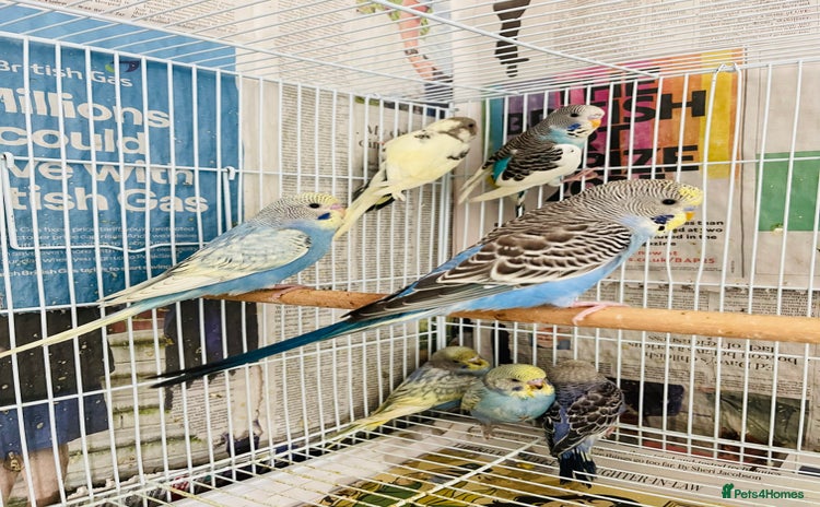 Budgerigars birds - Advert 2