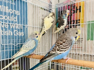 Budgerigars birds - Advert 14