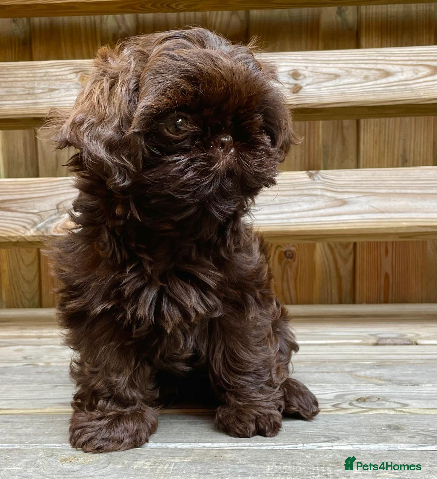 Shih Tzu dogs Beautiful imperial Shih Tzu  - Advert 12