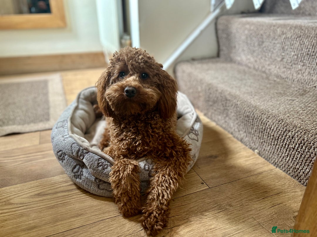 Toy Poodle dogs for stud: Kc health tested fox red Toy poodle for stud  - Image 15
