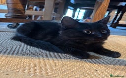 Domestic Shorthair cats for sale: 4 kittens, ready to go - Image 16