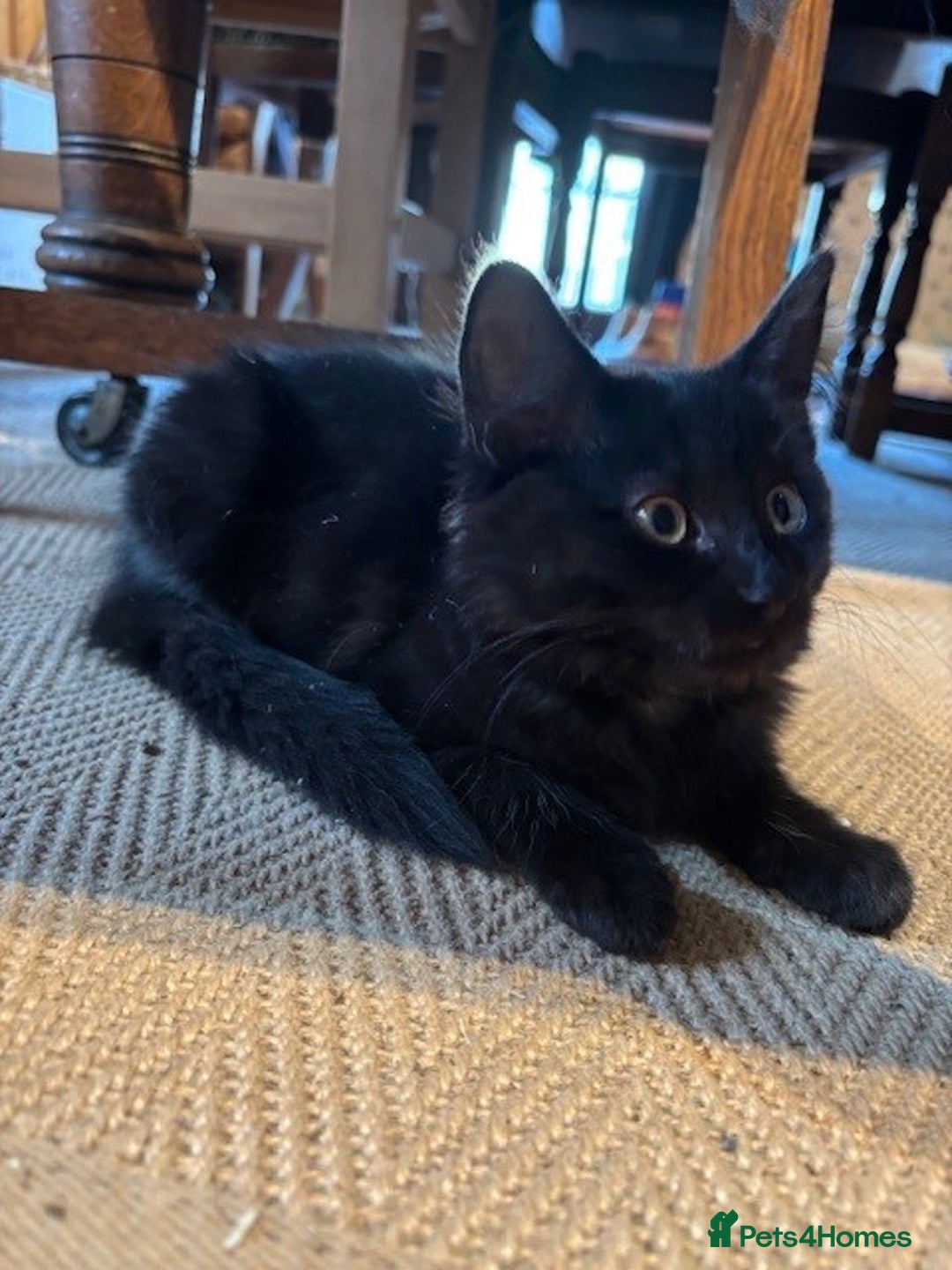 Domestic Shorthair cats for sale: 4 kittens, ready to go - Image 16