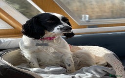 Sprocker dogs for sale: Sprocket Puppies - Advert 1