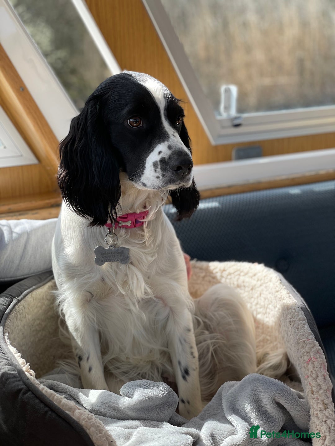 Sprocker dogs for sale: Sprocket Puppies - Advert 1