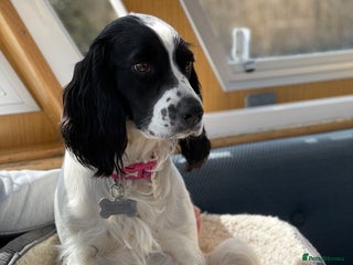 Sprocker dogs Sprocket Puppies - Advert 7