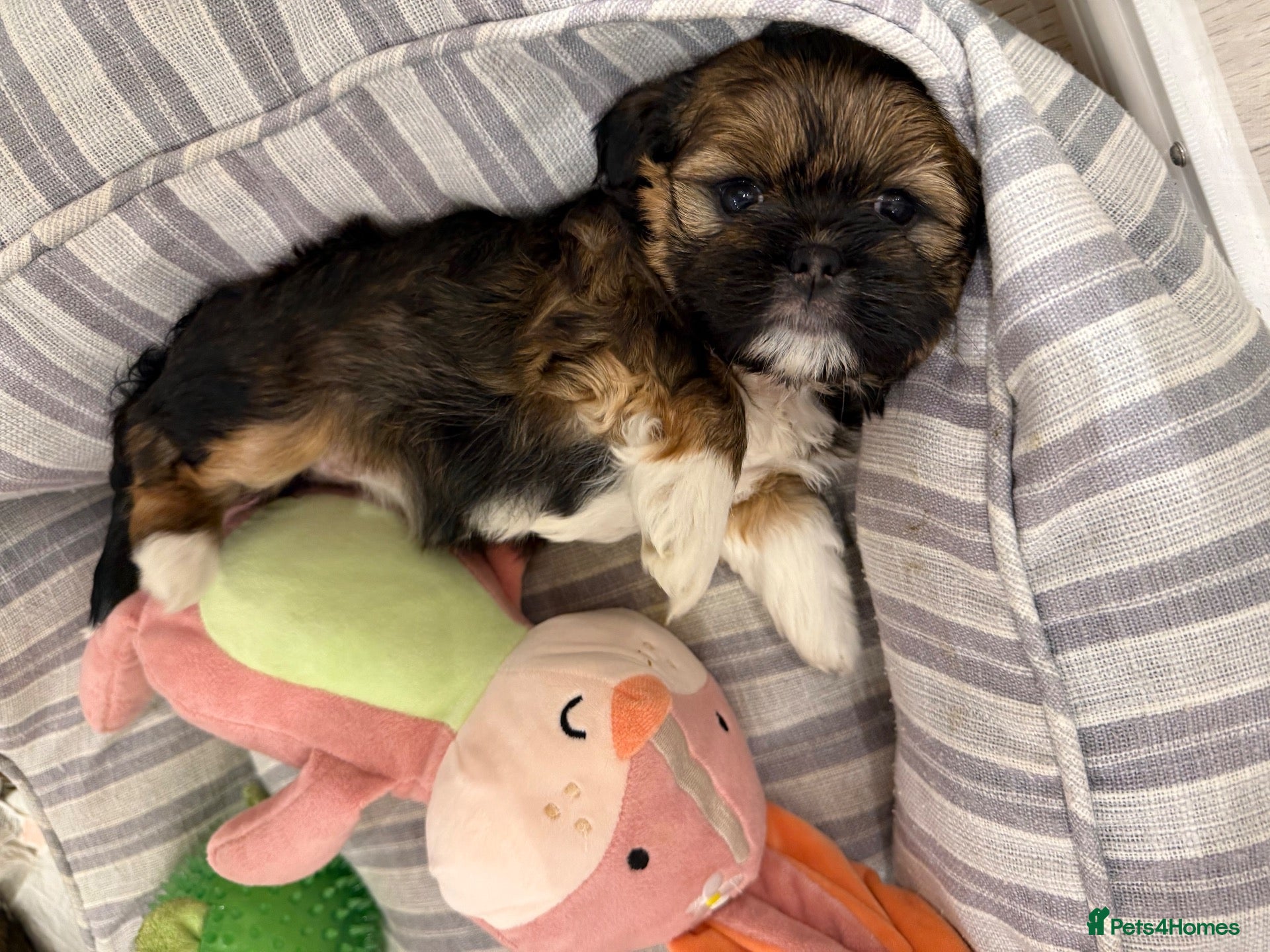 Lhasa Apso dogs Tibetan Lhasa Apso Brindle puppies  - Advert 1