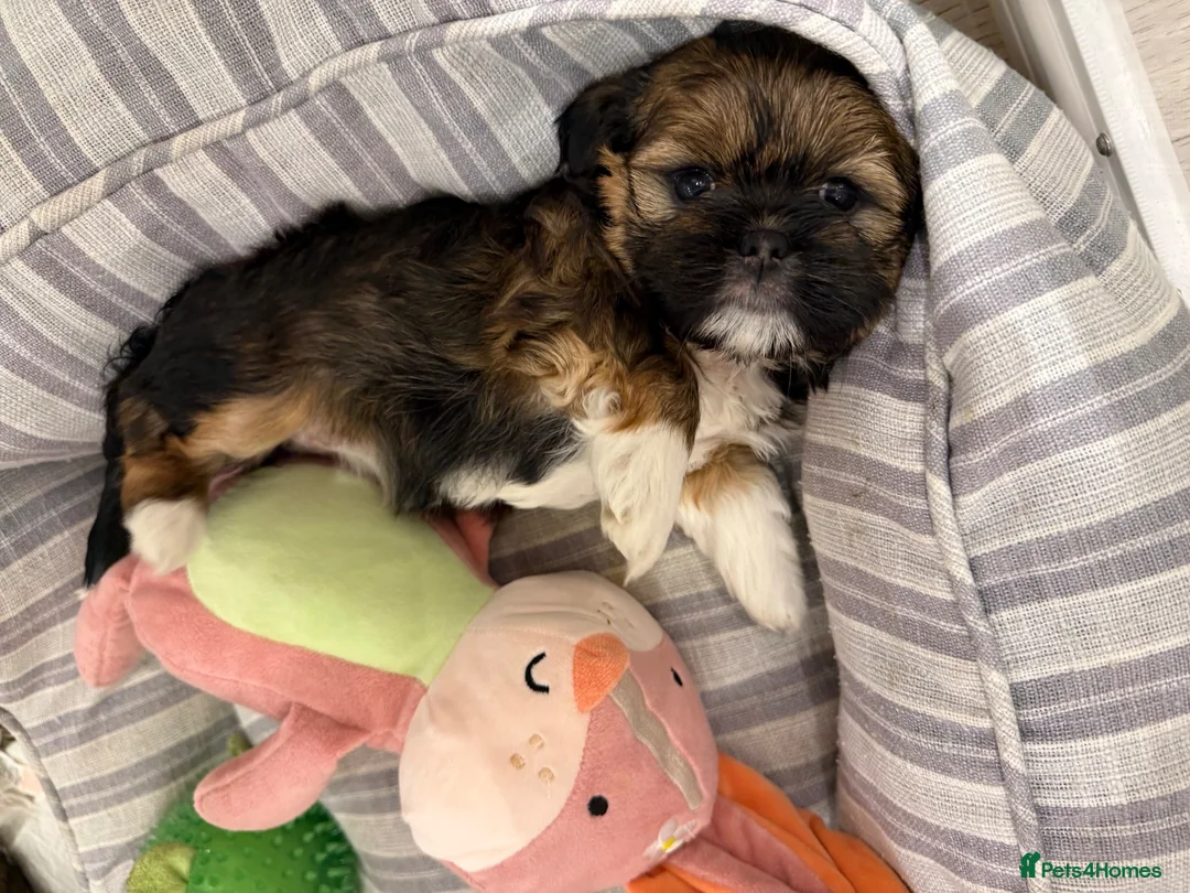 Lhasa Apso dogs for sale: Tibetan Lhasa Apso Brindle puppies  - Advert 1