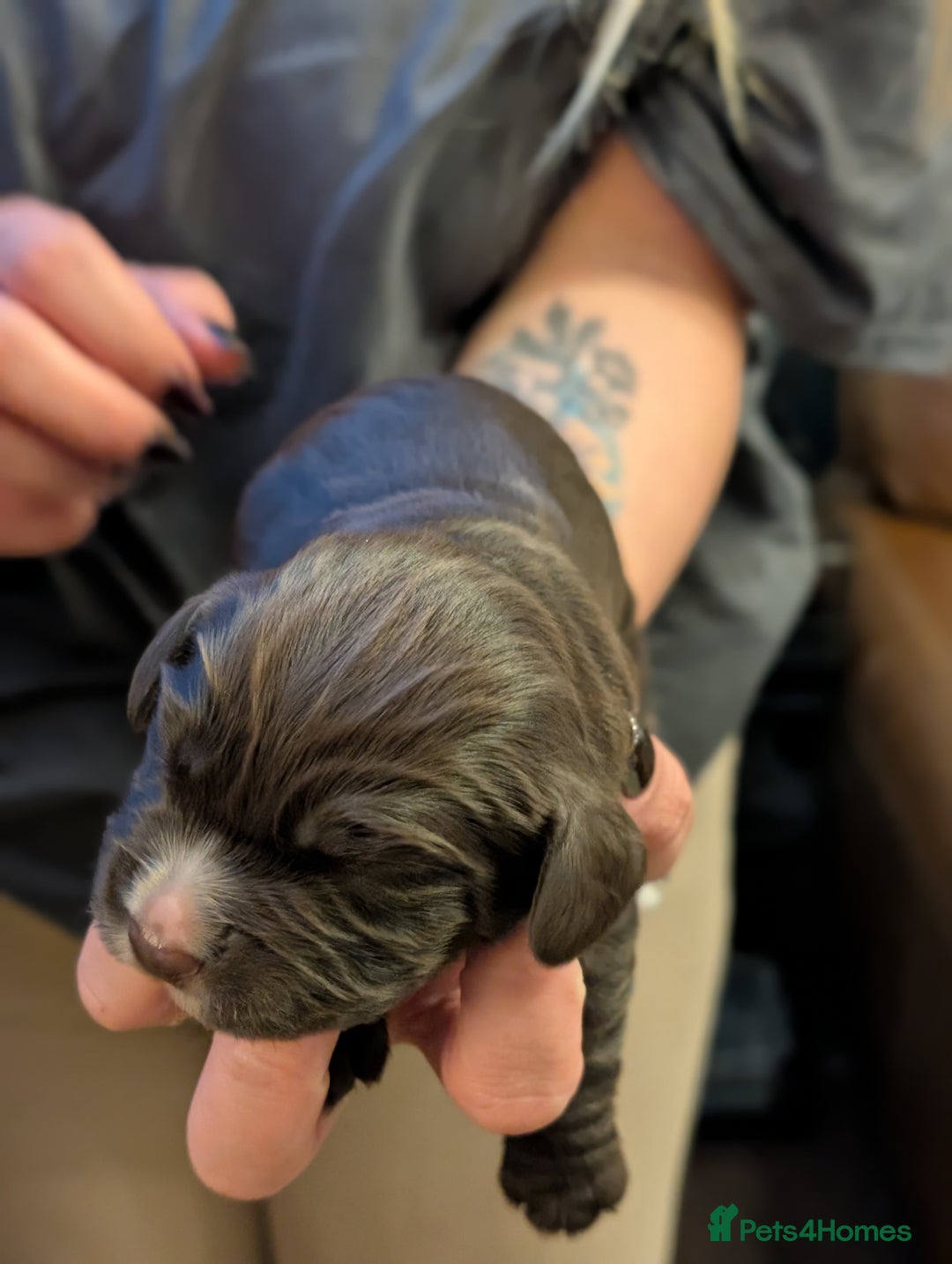 Cocker Spaniel dogs for sale: 🐾 Working Cocker Spaniel Puppies 🐾 - Image 16