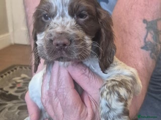 Cocker Spaniel dogs CHOCOLATE ROAN SHOW COCKER SPANIEL - Advert 1