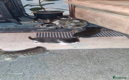 British Shorthair cats for sale: Gorgeous must have kittens  - Image 1