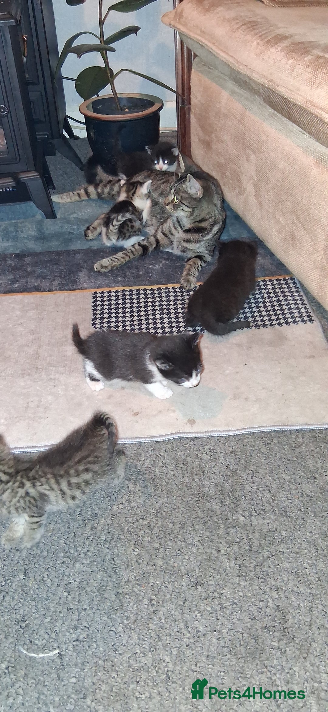 British Shorthair cats for sale: Gorgeous must have kittens  - Image 1