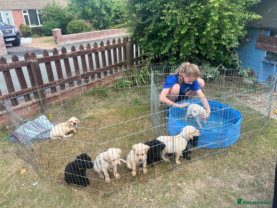 Labrador Retriever dogs for sale: Labrador puppies  - Image 5