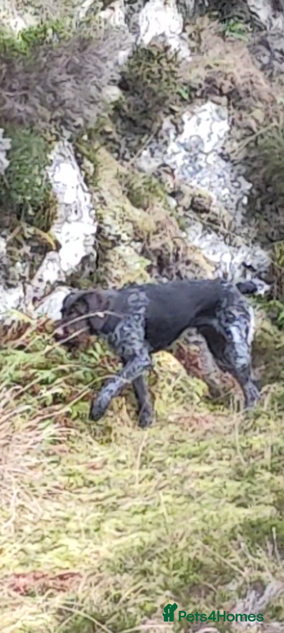 German Wirehaired Pointer dogs German pointer cross lab (backcross) - Advert 2