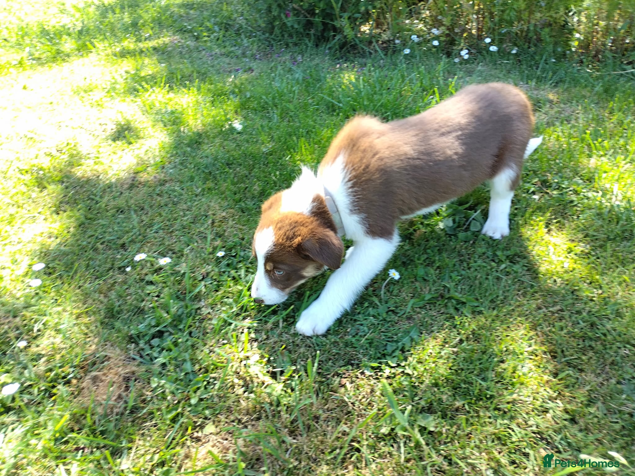 Border Collie dogs Female  - Advert 1