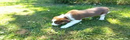 Border Collie dogs for sale: Female  in Stroud - Advert 1